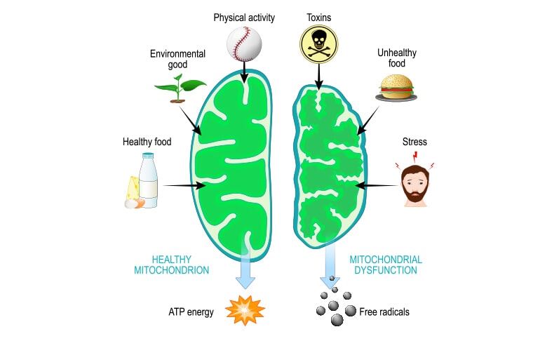 mitochondria diagram of healthy choices compared to unhealthy choices