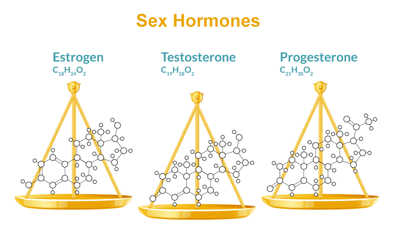 sex hormones - estrogen, testosterone and progesterone