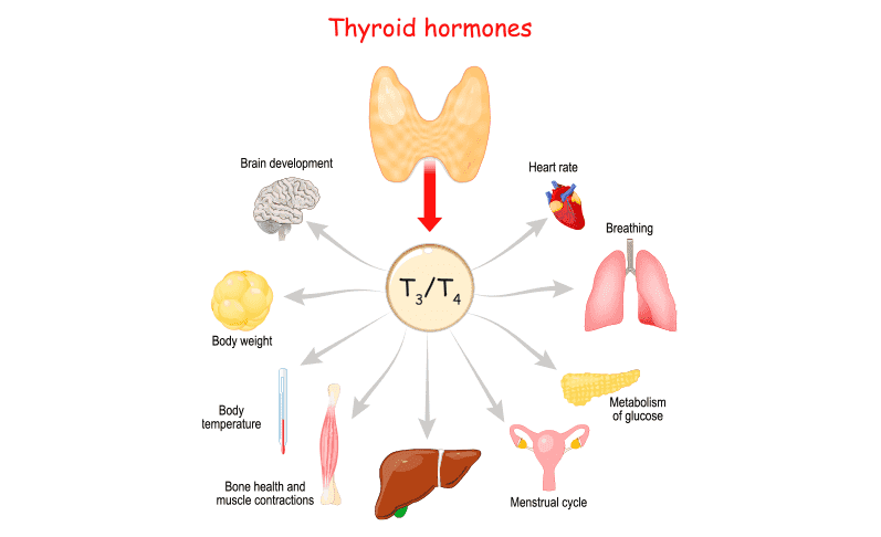 thyroid functions